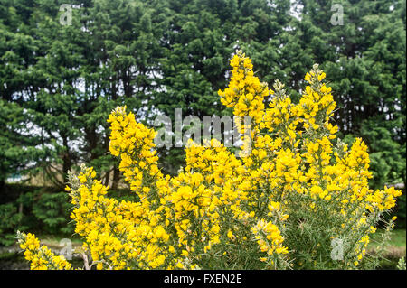 Un gorse bush con alberi in background in Clonakilty, West Cork, Irlanda. Foto Stock