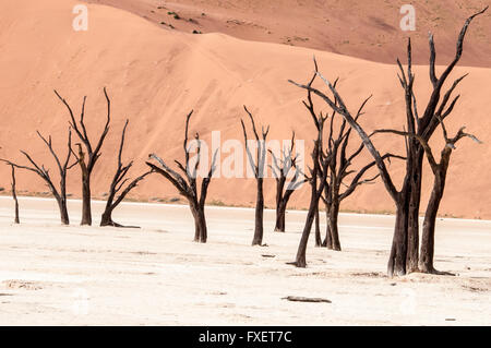 Morto alberi Camelthorn, Acacia erioloba, in salina di Dead Vlei, Namib Naukluft Desert, Sossusvlei, Namibia, Africa occidentale Foto Stock