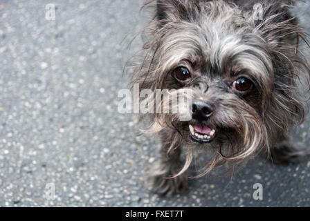 Carino e simpatico cane Shaggy con la bocca aperta e la lingua e i denti che mostra Foto Stock