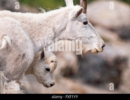 Capre di montagna nanny e capretto nel parco nazionale di Glacier, montana Foto Stock