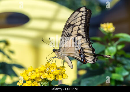 A coda di rondine gigante farfalla (Papilio cresphontes) alimentazione su giallo fiori selvatici Foto Stock