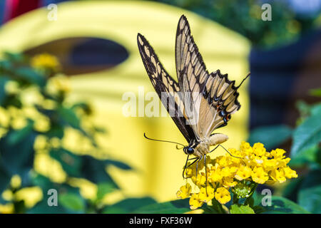 A coda di rondine gigante farfalla (Papilio cresphontes) alimentazione su giallo fiori selvatici Foto Stock