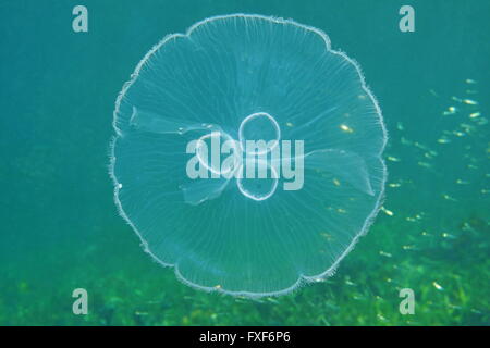 Una luna meduse, Aurelia aurita, trasparente subacqueo, Mar dei Caraibi Foto Stock