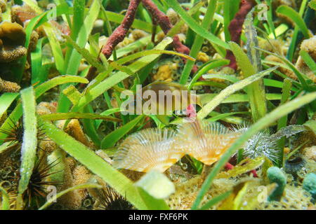 Un borgo sbarrata pesce, Hypoplectrus puella subacquei con la vita marina e turtlegrass sul fondale, Mar dei Caraibi Foto Stock