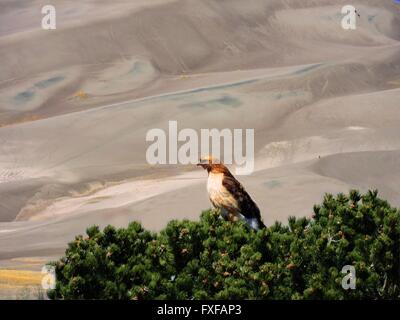 Una luce-Morph red-tailed hawk appollaiato su un albero del pignone al Grande dune sabbiose del Parco Nazionale di Aprile 13, 2016 in Mosca, Colorado. Foto Stock