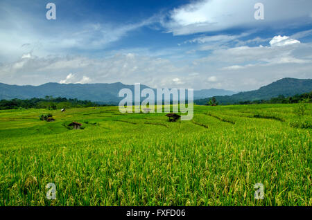 Risaie sulla collina Foto Stock