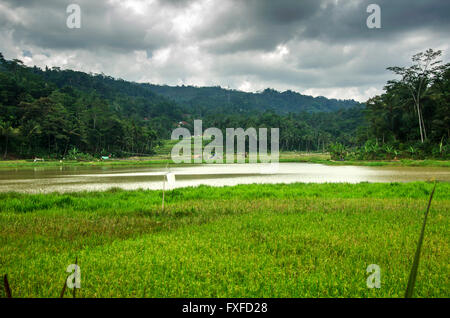 Lago nel centro di campi di riso Foto Stock