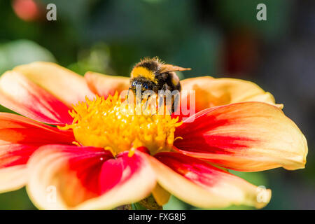 Un Buff-tailed Bumblebee (Bombus terrestris) è la raccolta di nettare da un Dahlia (Asteraceae) blossom, Bassa Sassonia, Germania Foto Stock