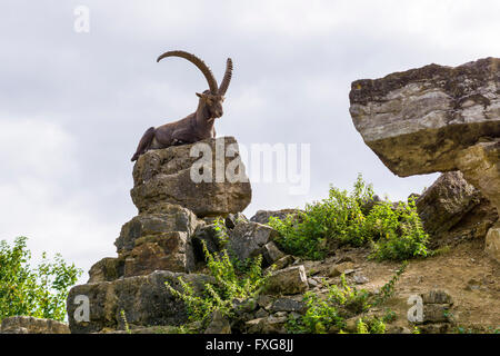 Alpine Ibex, anche steinbock o bouquetin (Capra ibex), maschio seduto sulla roccia, Bad Mergentheim, Baden-Württemberg, Germania Foto Stock