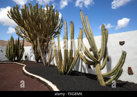 Cactus (Cactaceae) e candelabri di alberi (Euphorbia candelabro), il giardino dei cactus del Museo del Queso, Antigua, Fuerteventura Foto Stock