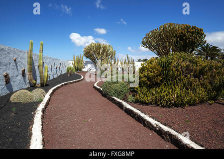 Cactus (Cactaceae) e candelabri di alberi (Euphorbia candelabro), il giardino dei cactus del Museo del Queso, Antigua, Fuerteventura Foto Stock
