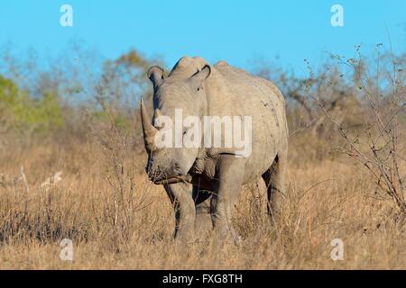 Rinoceronte bianco o piazza a labbro rinoceronte (Ceratotherium simum), maschio adulto in piedi su erba secca, Parco Nazionale Kruger Foto Stock