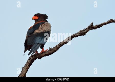 Bateleur Eagle (Terathopius ecaudatus), arroccato su albero morto, Kruger National Park, Sud Africa Foto Stock