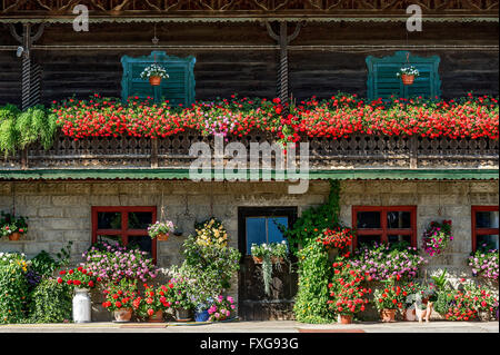 La vecchia casa colonica, balcone con gerani (Pelargonium spec.), fioriere, Piesenkam, Isarwinkel, Alta Baviera, Baviera, Germania Foto Stock