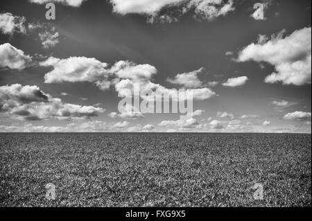 Foto in bianco e nero Grassy Slope sotto il cielo con soffici nuvole Foto Stock