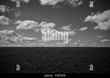 Foto in bianco e nero Grassy Slope sotto il cielo con soffici nuvole Foto Stock