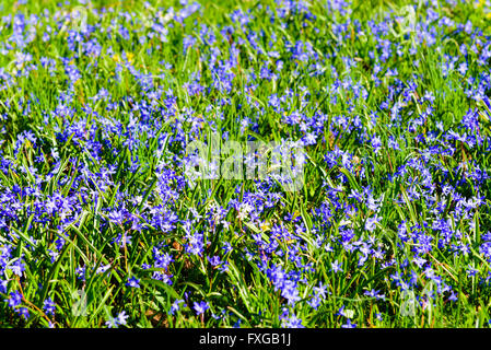 Ampio campo di blu e bianco Scilla in piena fioritura. Foto Stock