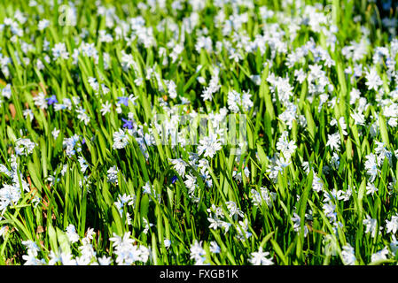 Ampio campo di blu e bianco Scilla in piena fioritura. Foto Stock