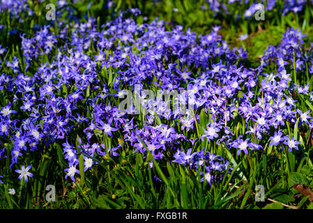 Ampio campo di blu e bianco Scilla in piena fioritura. Foto Stock