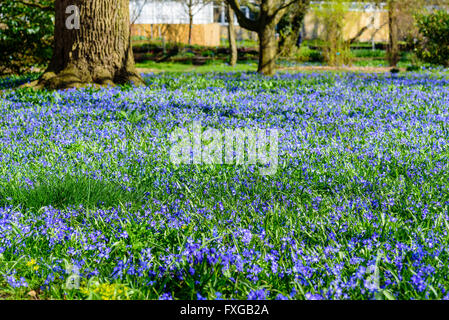 Ampio campo di blu e bianco Scilla in piena fioritura. Foto Stock