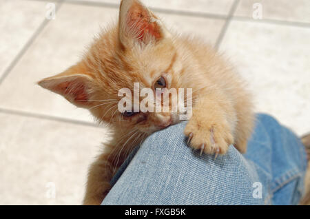 Bambino abbandonato cat salvato Foto Stock