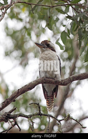 Kookaburra (Dacelo novaeguineae) seduto su un ramo in Hervey Bay Queensland, Australia. Foto Stock