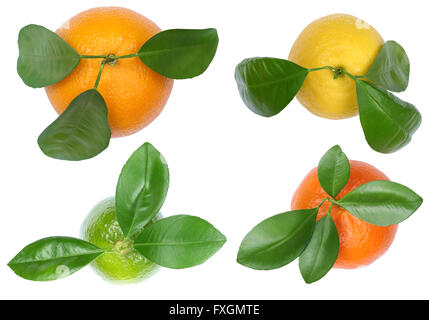 Raccolta di Arance Mandarini Limoni top view frutti isolati su sfondo bianco Foto Stock