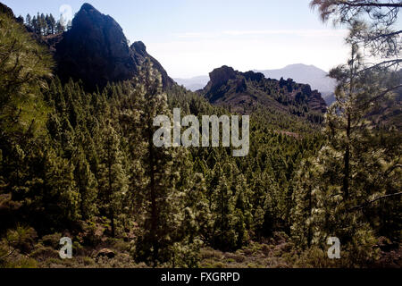 Foresta di Pini nelle Isole Canarie, Gran Canaria, Centrale monti, Foto Stock