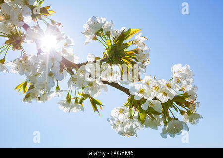 Rametto di un albero ciliegio in fiore. Foto Stock
