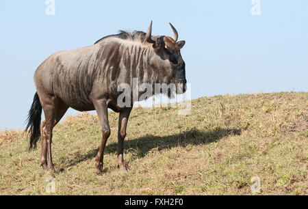 Sud Africa gnu blu o bianco barbuto Gnu (Connochaetes taurinus). Nel profilo su una collina, cielo blu come sfondo Foto Stock