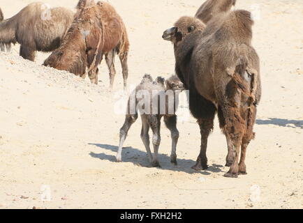 Allevamento di Asia centrale cammelli Bactrian (Camelus bactrianus), madre con lei i giovani vitelli Foto Stock