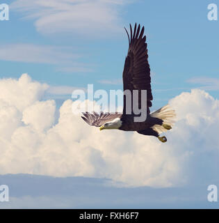 Aquila calva in volo contro il cielo Foto Stock