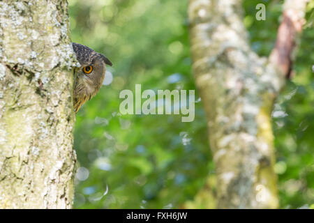 Gufo reale Bubo bubo, femmina adulta, il peering attorno al tronco, Hawk Conservancy Trust, Andover Hampshire, in settembre. Foto Stock