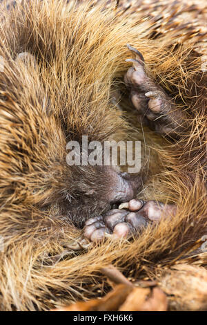 Unione riccio Erinaceus europaeus, maschio adulto, avvolto a ricciolo addormentato in foglie di faggio, Knowle, West Midlands, Regno Unito in aprile. Foto Stock