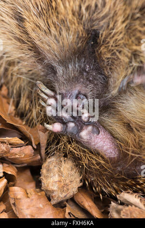 Unione riccio Erinaceus europaeus, maschio adulto, avvolto a ricciolo addormentato in foglie di faggio, Knowle, West Midlands, Regno Unito in aprile. Foto Stock