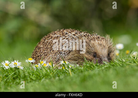 Unione riccio Erinaceus europaeus, maschio adulto, avvolto a ricciolo addormentato in foglie di faggio, Knowle, West Midlands, Regno Unito in aprile. Foto Stock