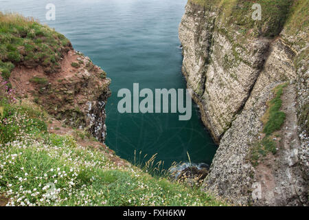 Nero-kittiwake zampe Rissa tridactyla, le traiettorie di volo su acqua, Fowlsheugh RSPB, Kincardineshire, Scozia in luglio. Foto Stock