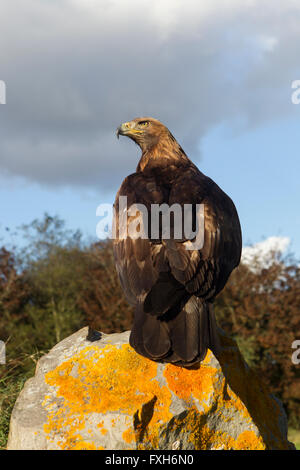 Aquila reale Aquila chrysaetos (prigioniero), femmina, appollaiato sulla roccia, Hawk Conservancy Trust, Andove, Hampshire nel mese di ottobre. Foto Stock