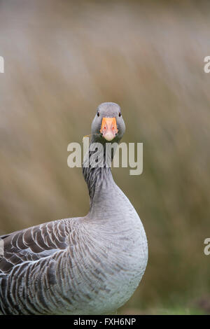 Graylag goose Anser anser, profilo Snettisham, Norfolk, Regno Unito nel mese di febbraio. Foto Stock