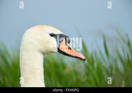 Cigno Cygnus olor, adulto, ritratto, Lakenheath Fen, Sufolk, Regno Unito in giugno. Foto Stock