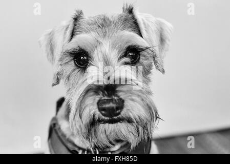 Bianco e nero headshot di uno schnauzer cane Foto Stock