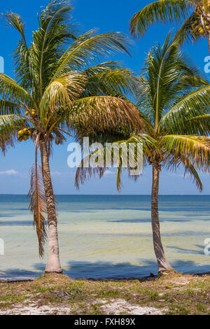 Le palme a bordo delle acque sul Golfo del Messico su Pine Island in Florida Foto Stock