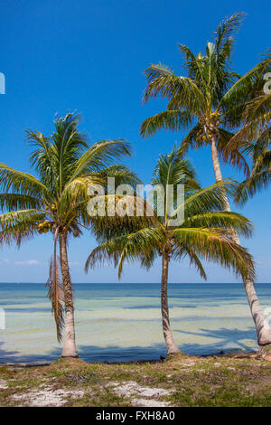 Le palme a bordo delle acque sul Golfo del Messico su Pine Island in Florida Foto Stock