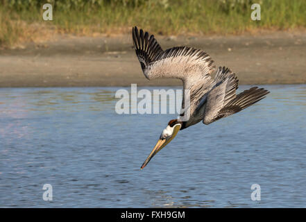 Pellicano marrone (Pelecanus occidentalis) caccia, Galveston, Texas, Stati Uniti d'America. Foto Stock