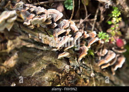 I funghi che crescono su un albero caduto trunk in Durham, Inghilterra. Eventualmente lo spurgo crosta di quercia, (Stereum gausapatum) Foto Stock