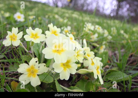 Giallo pallido primule (primula vulgaris) crescere in un display naturale su un riparo Grassy Slope nel Derbyshire England Regno Unito Foto Stock