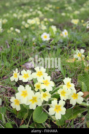 Giallo pallido primule (primula vulgaris) crescere in un display naturale su un riparo Grassy Slope nel Derbyshire England Regno Unito Foto Stock