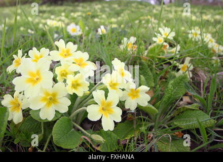 Giallo pallido primule (primula vulgaris) crescere in un display naturale su un riparo Grassy Slope nel Derbyshire England Regno Unito Foto Stock