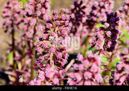 Petasites hybridus, il butterbur ravvicinato delle infiorescenze rosa grappoli di fiori. Noto anche come bog rabarbaro, devils ha Foto Stock