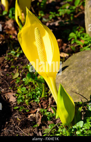 Lysichiton americanus, noto anche come western Skunk cavolo, giallo Skunk cavolo o lanterna di palude. Giallo e puzzolente con un int Foto Stock